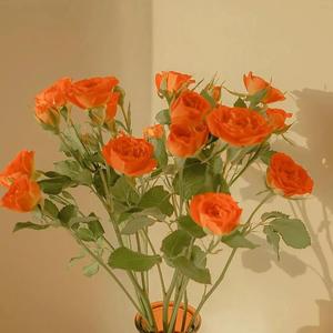 欧美日韩色色不卡免费看
